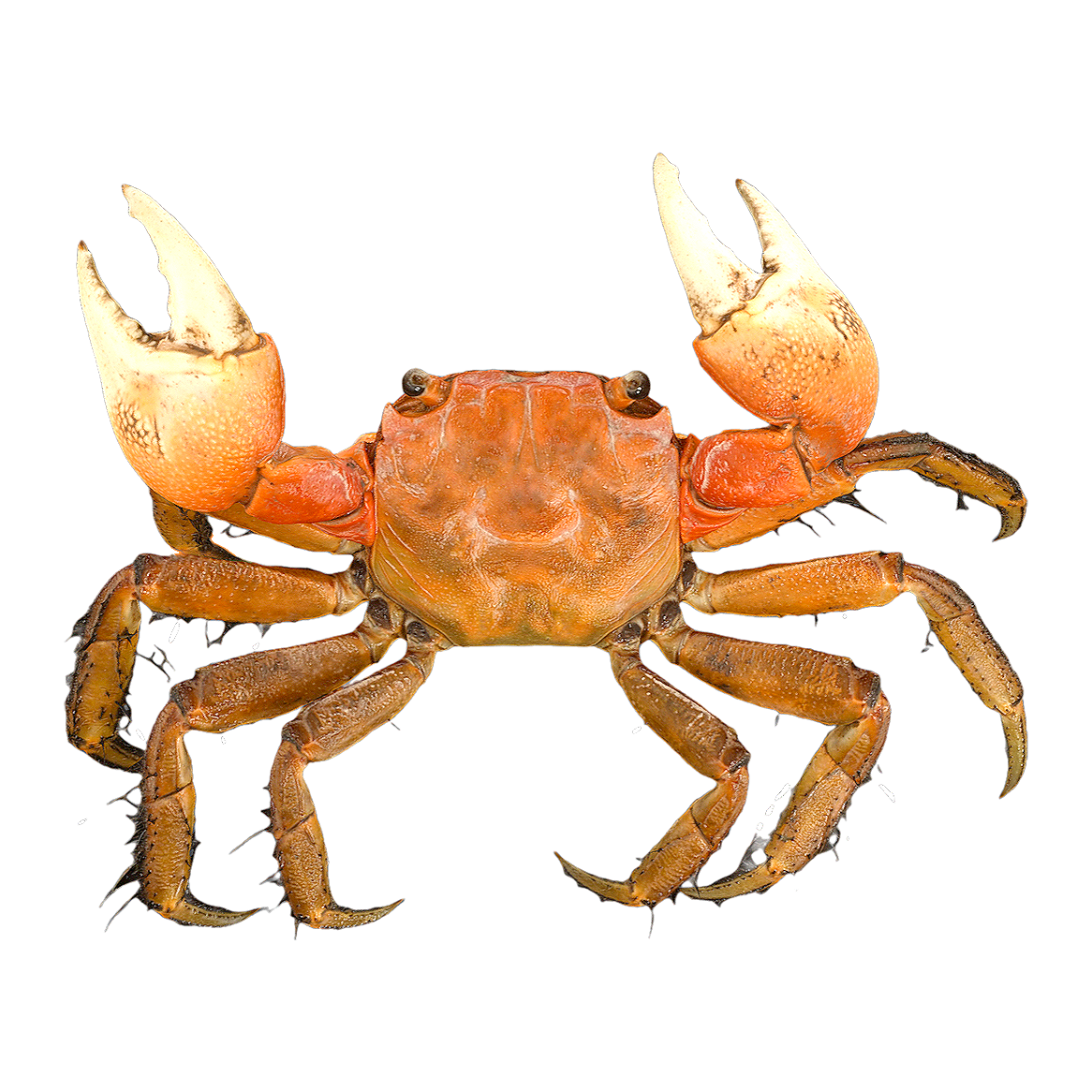 Medium sized hand crab