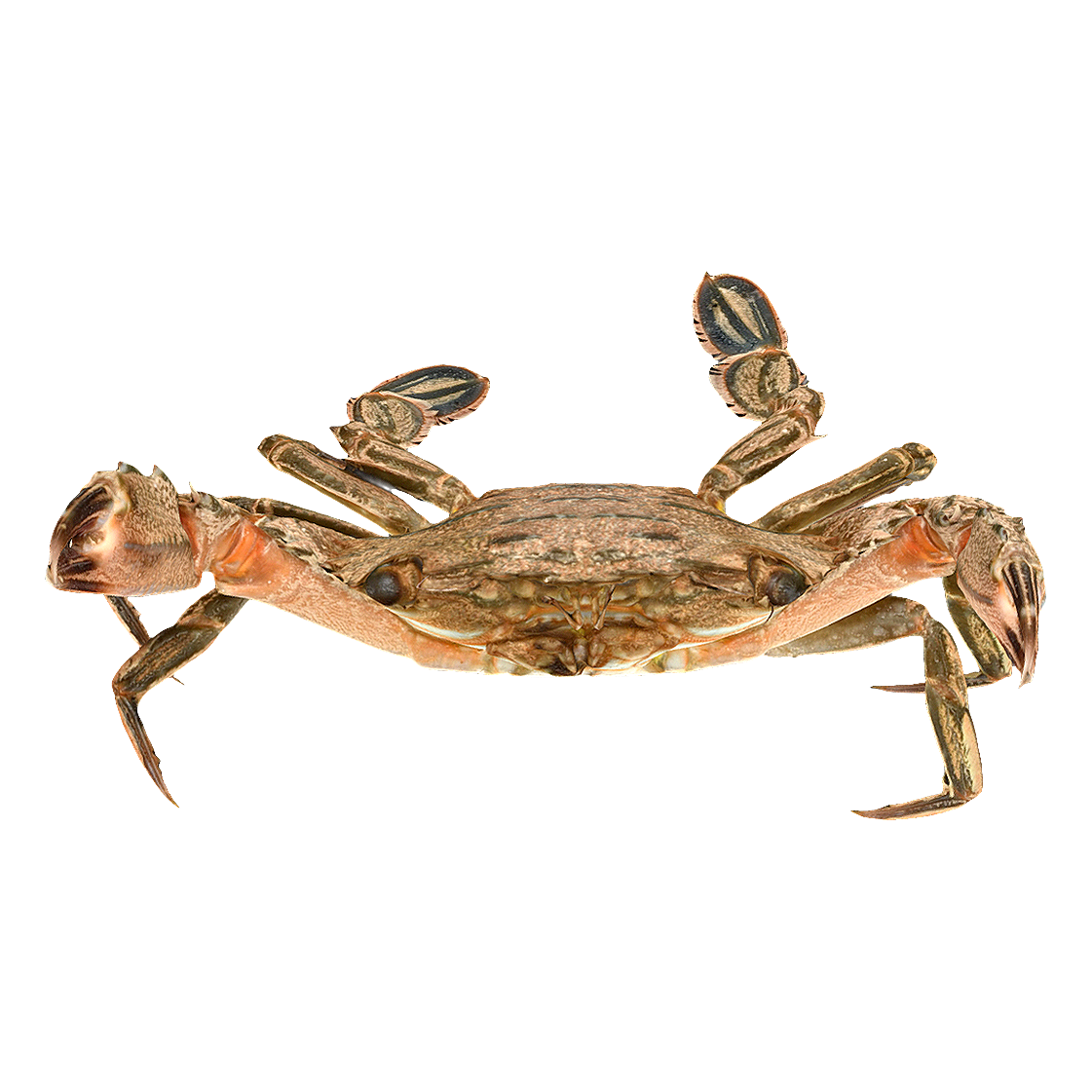 Short spined crab