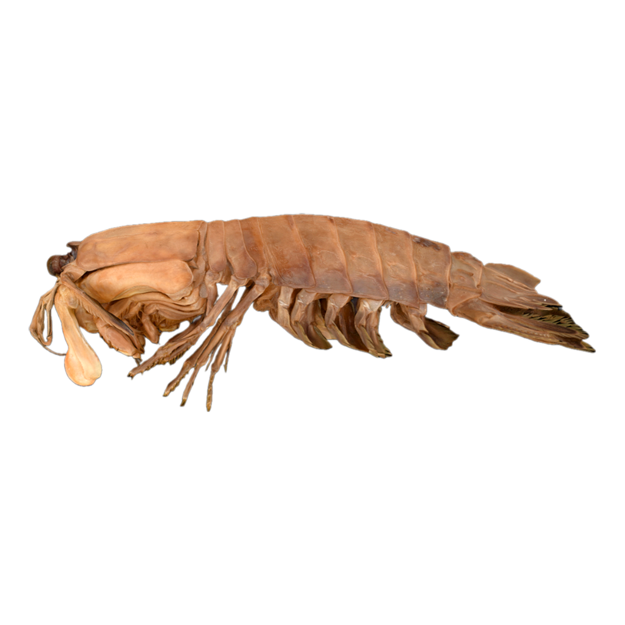 peacock mantis shrimp 