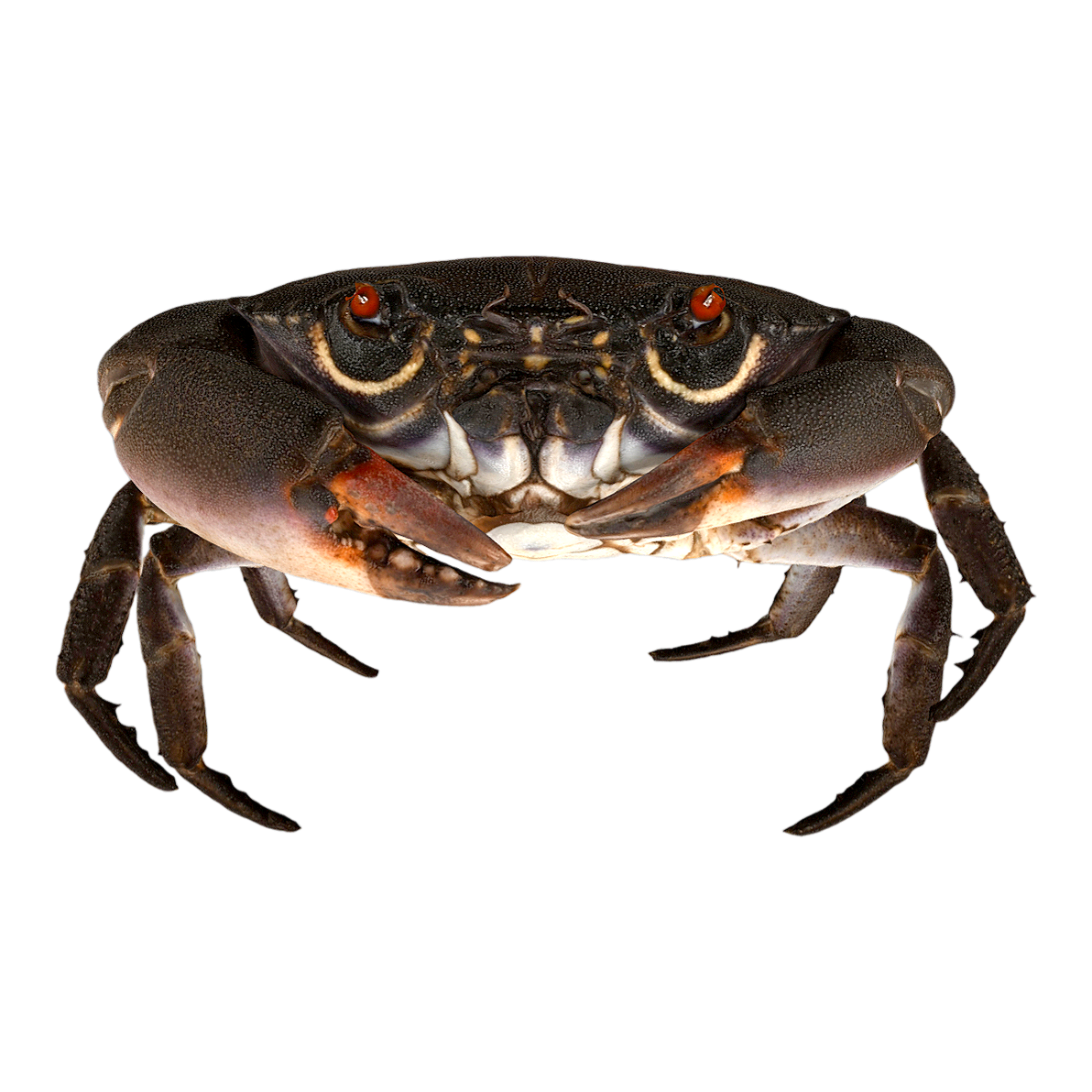 Gorgeous wine colored round fan crab