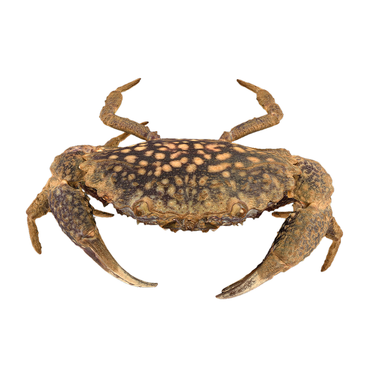 Toothed stone fan crab