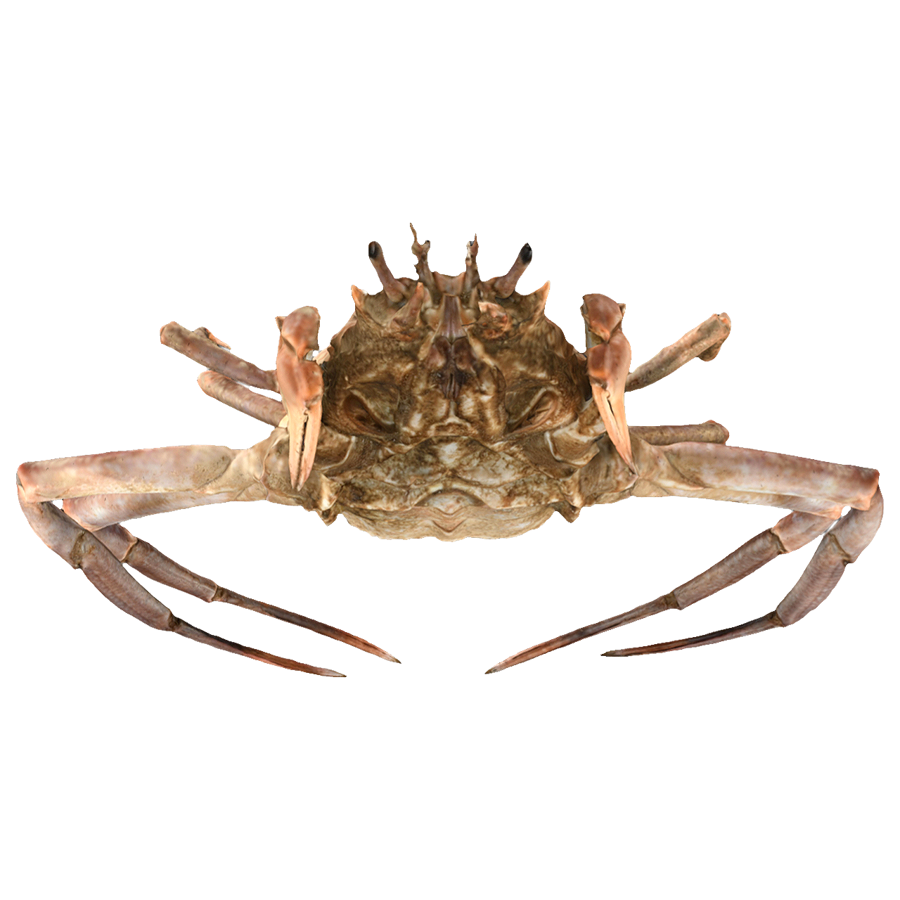 Chinese Guan Gong Crab