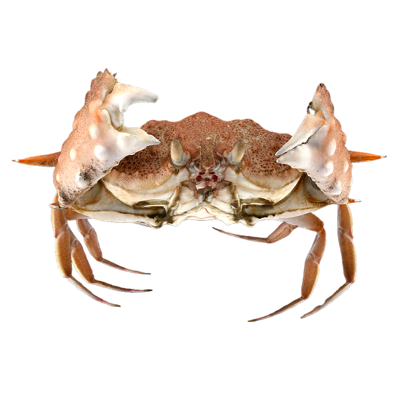 Armed basket crab male