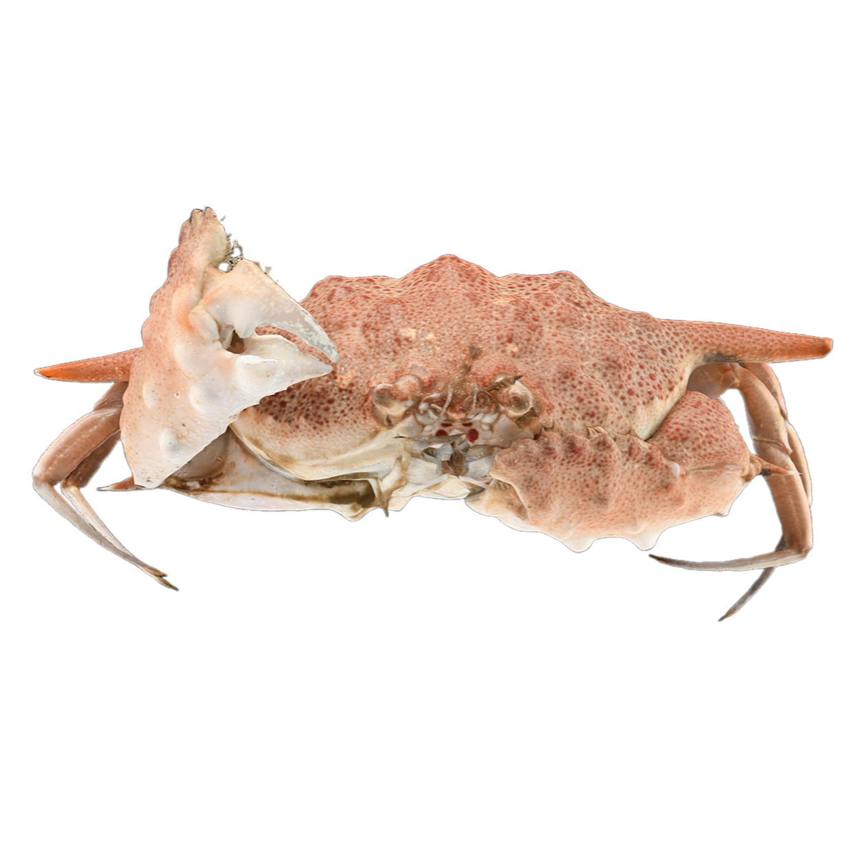 Armed basket crab female
