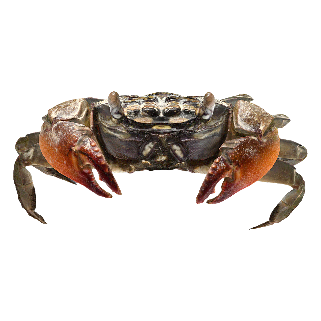Raft wood hidden crab