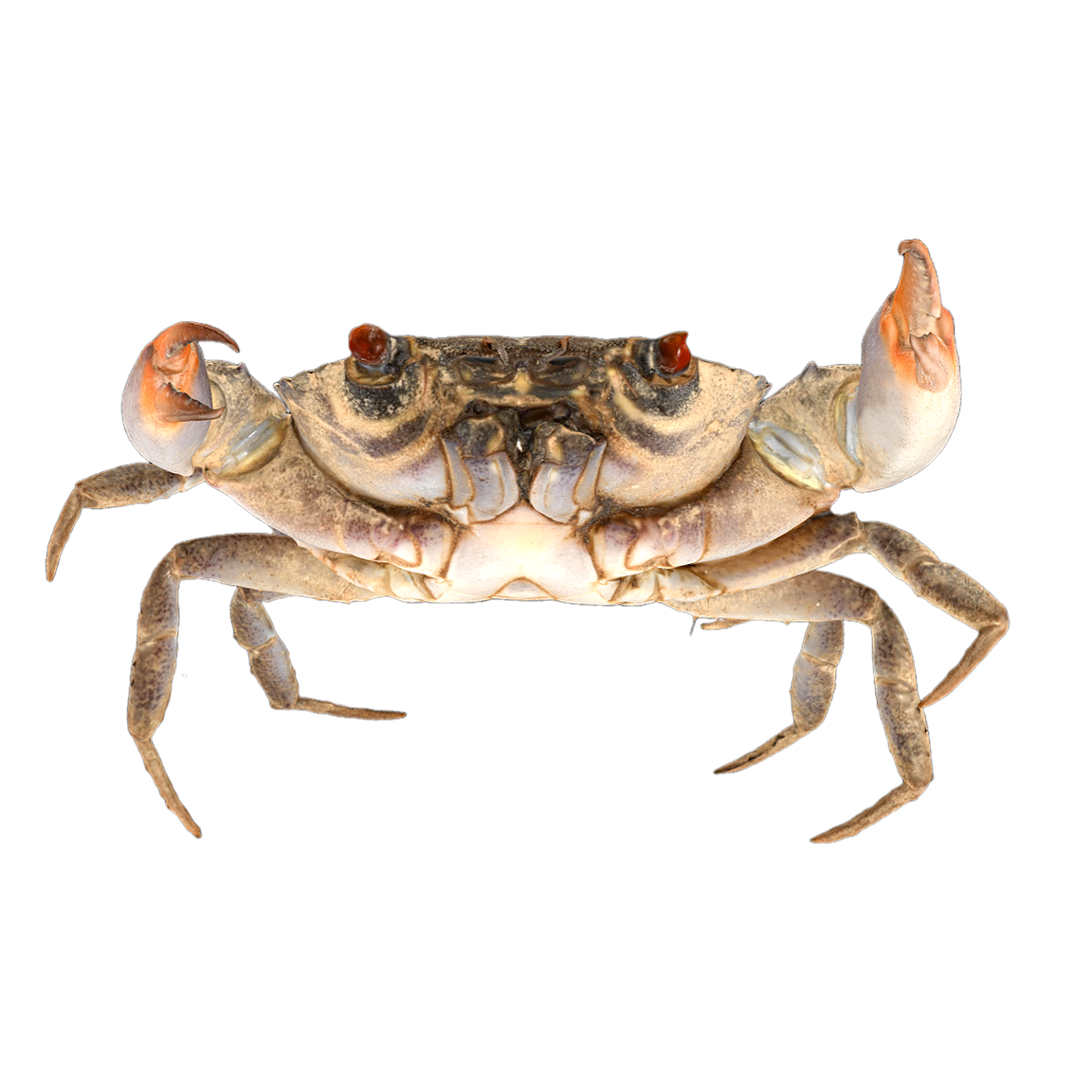 Gorgeous wine colored round fan crab