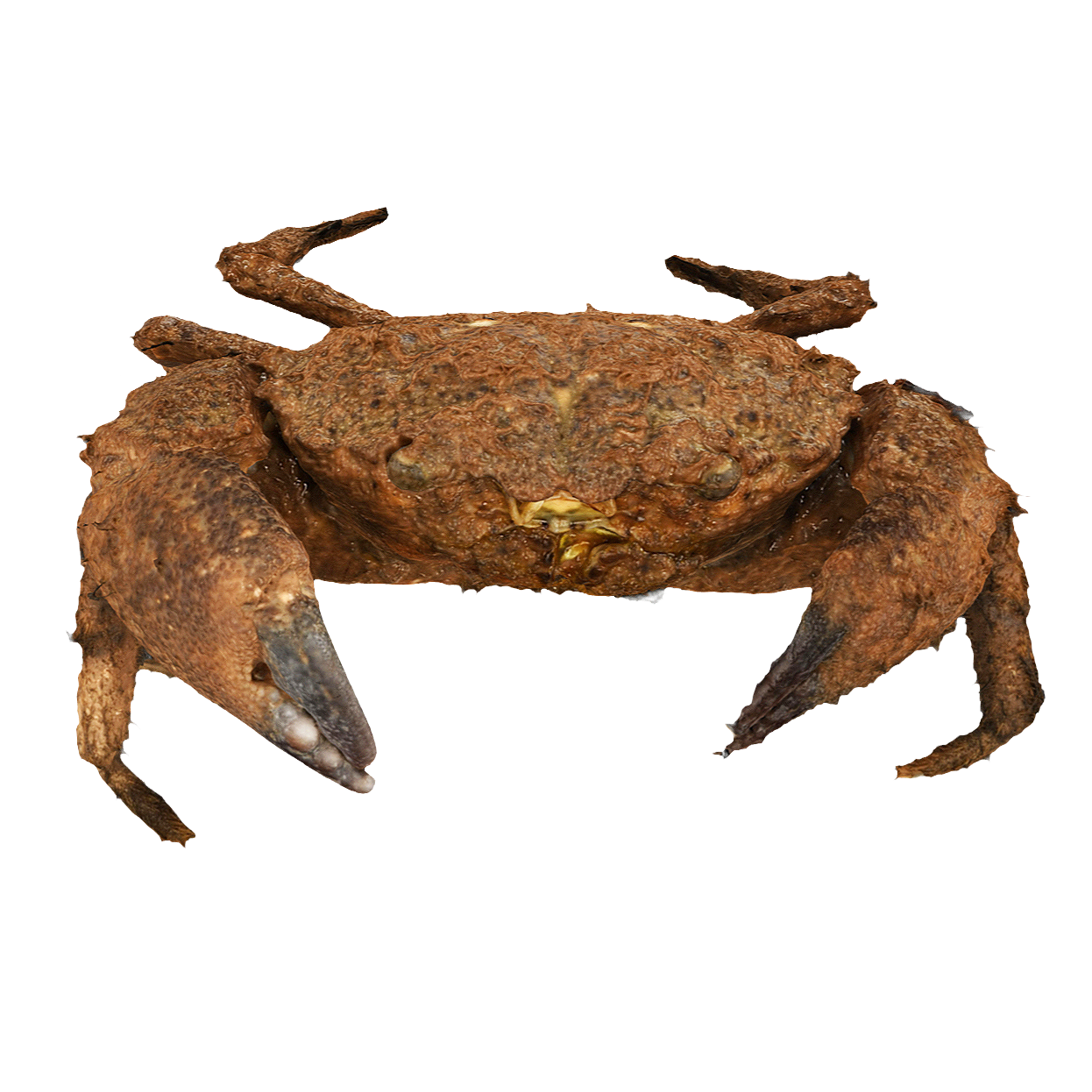Pilumnus vespertilio 