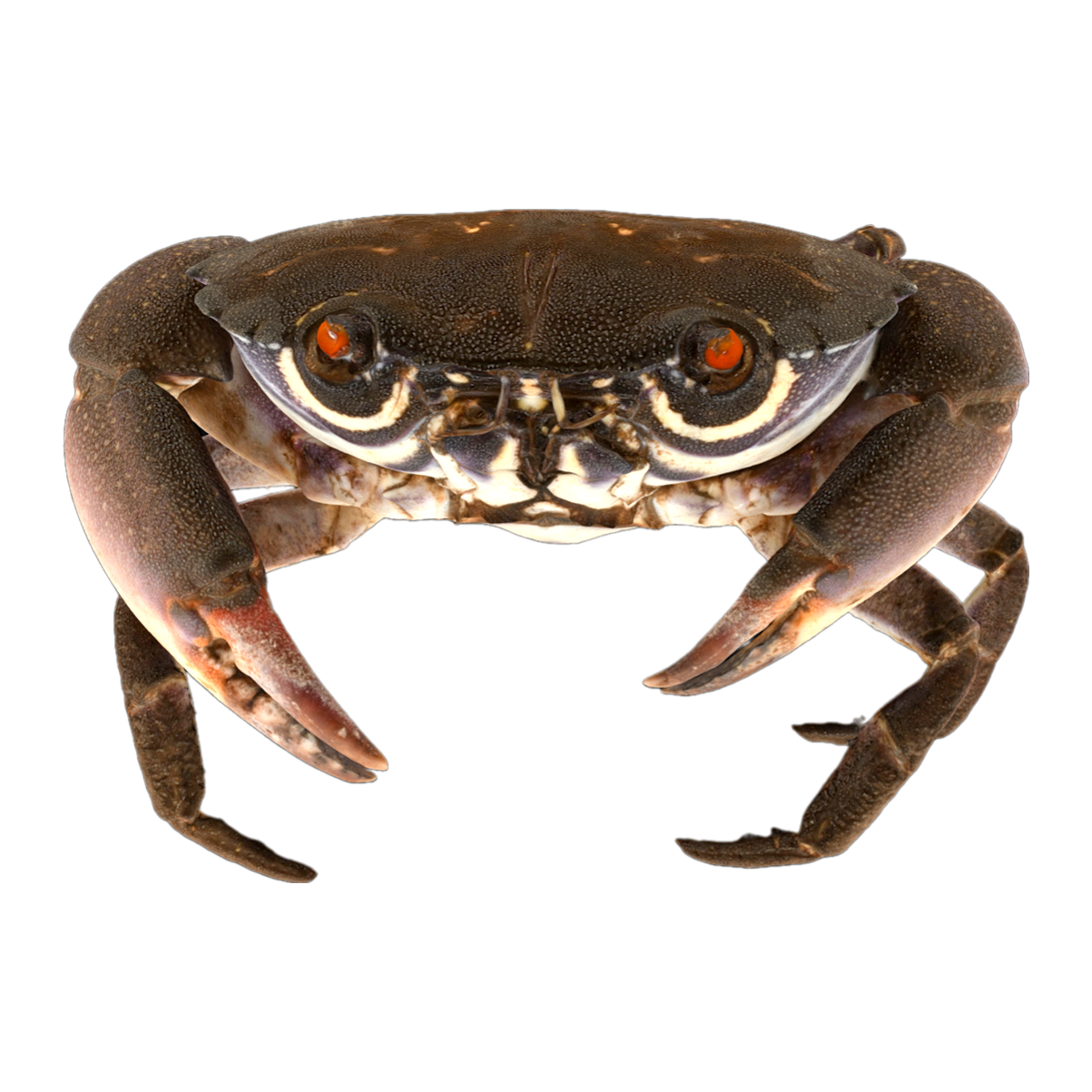 Gorgeous wine colored round fan crab