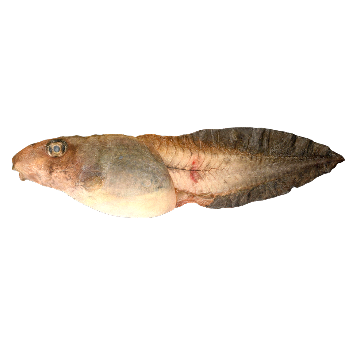 Black spotted side folded frog tadpole