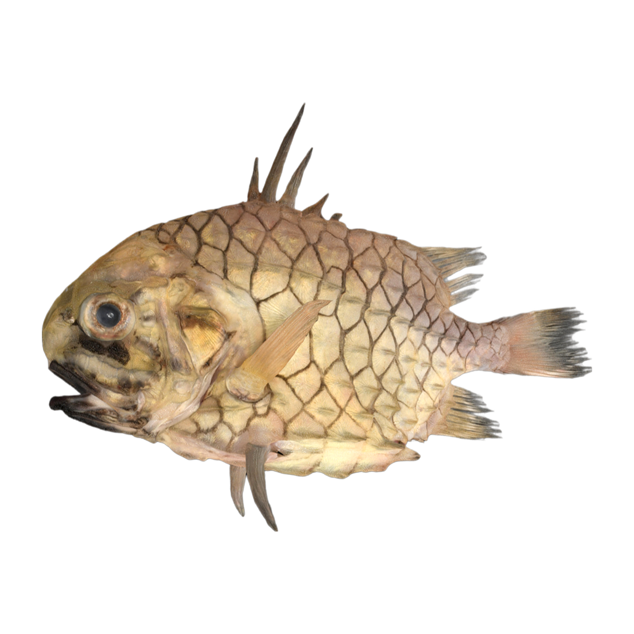 Pine ball fish