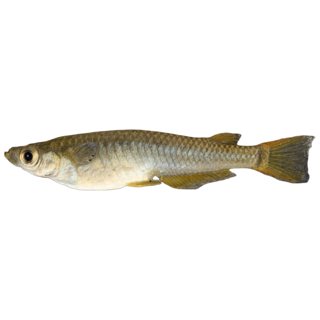 Qingchui