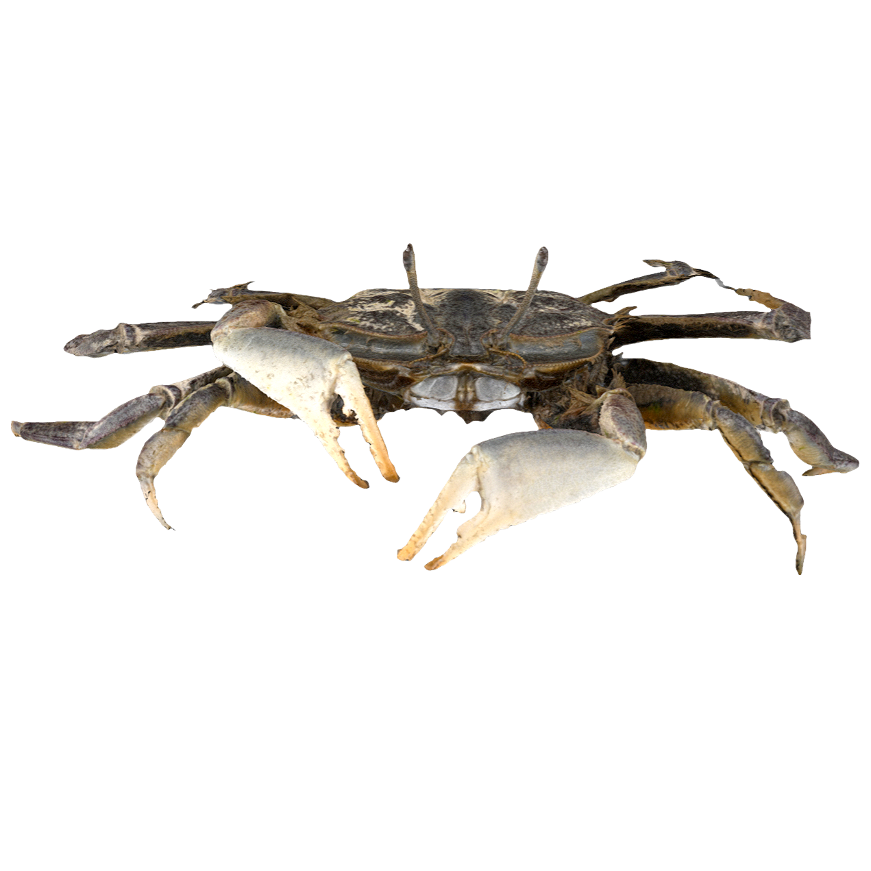 Big eyed crab