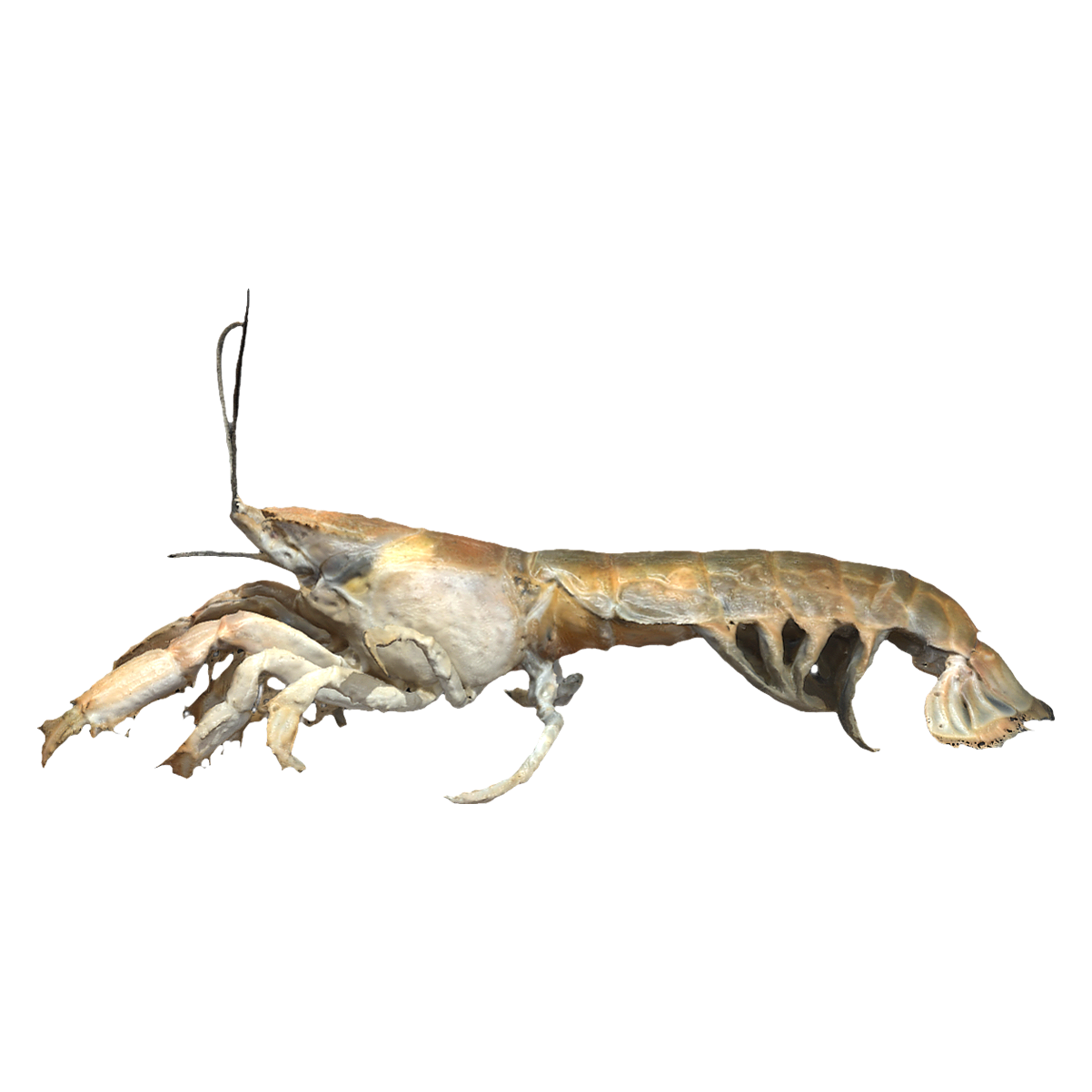 Henggu Cave Shrimp