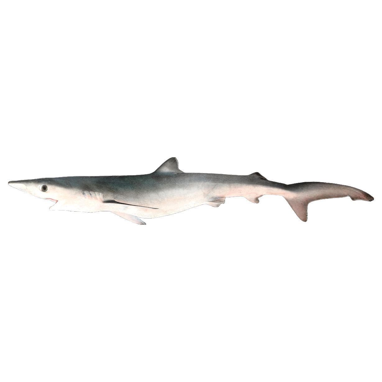 Big blue shark