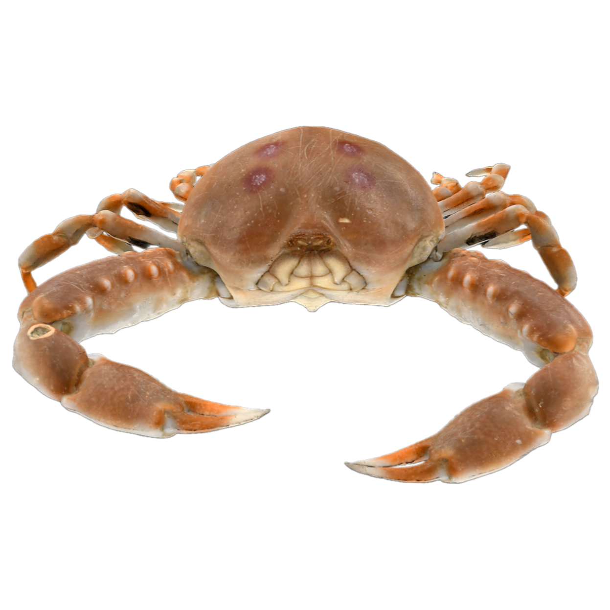 Single toothed jade crab