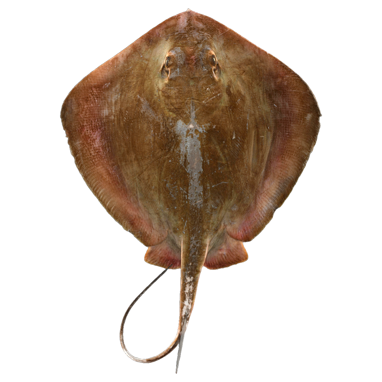 Izu stingray