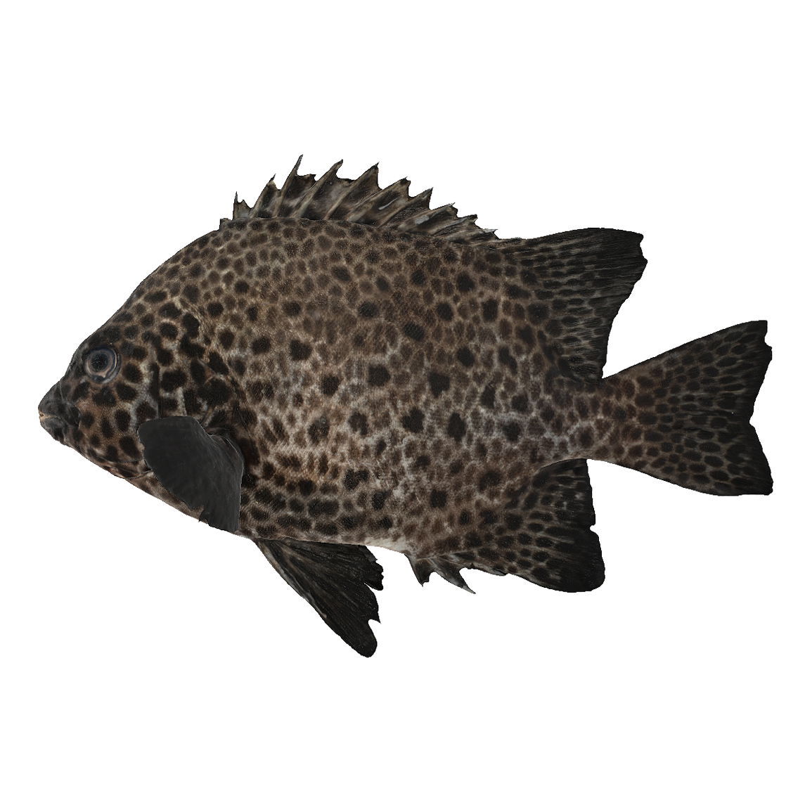 Spotted grouper