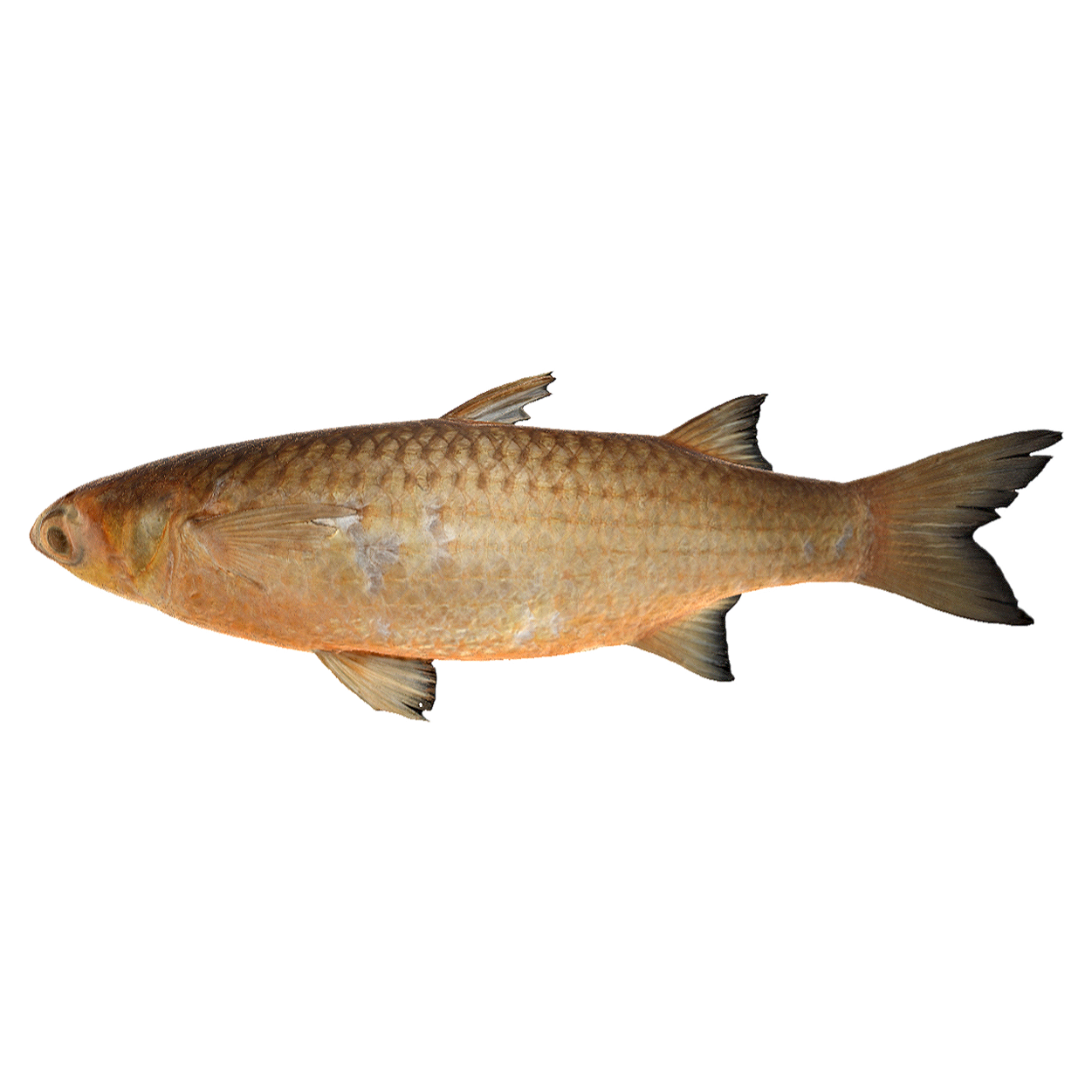 Green backed Mullet