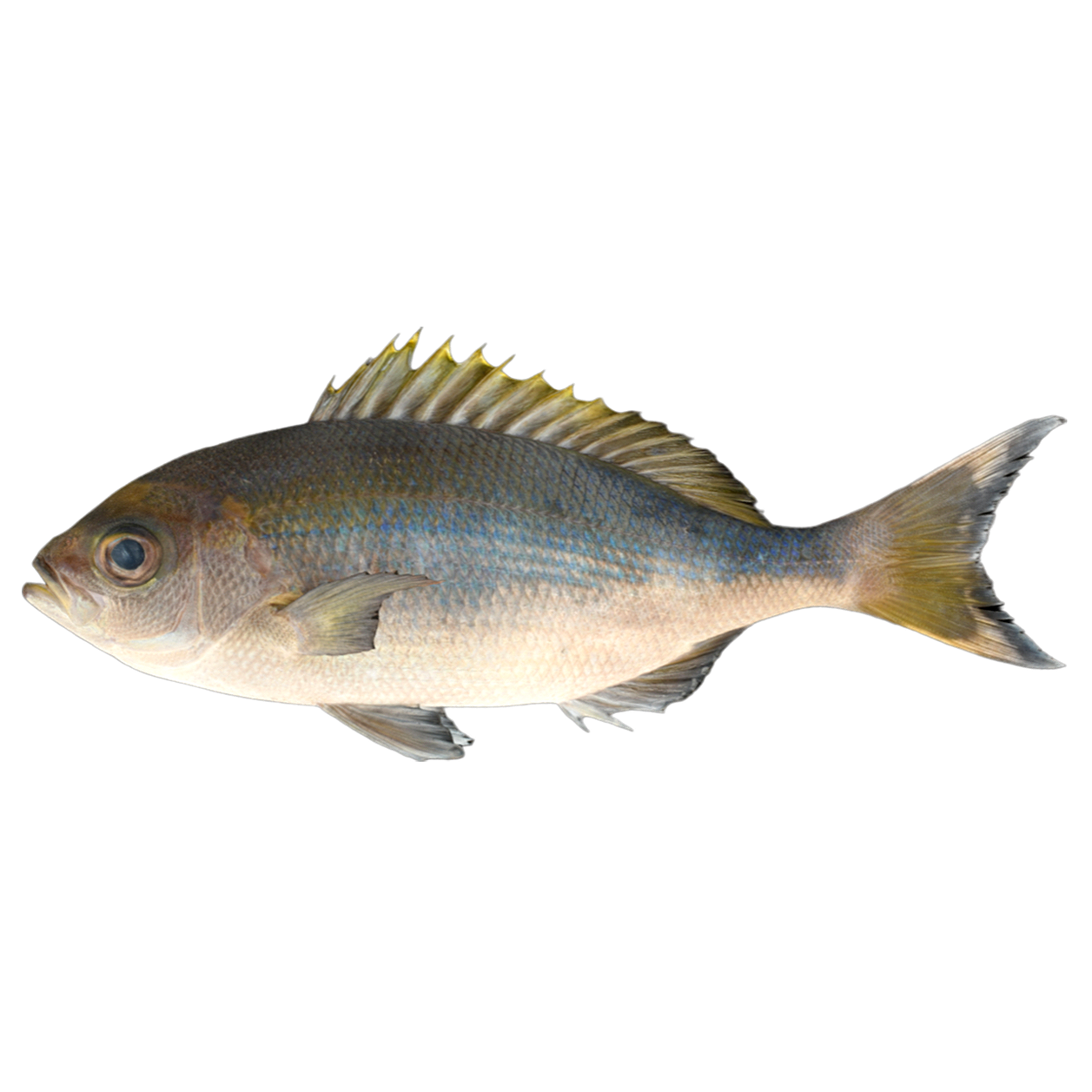 Blue pseudo black tailed catfish
