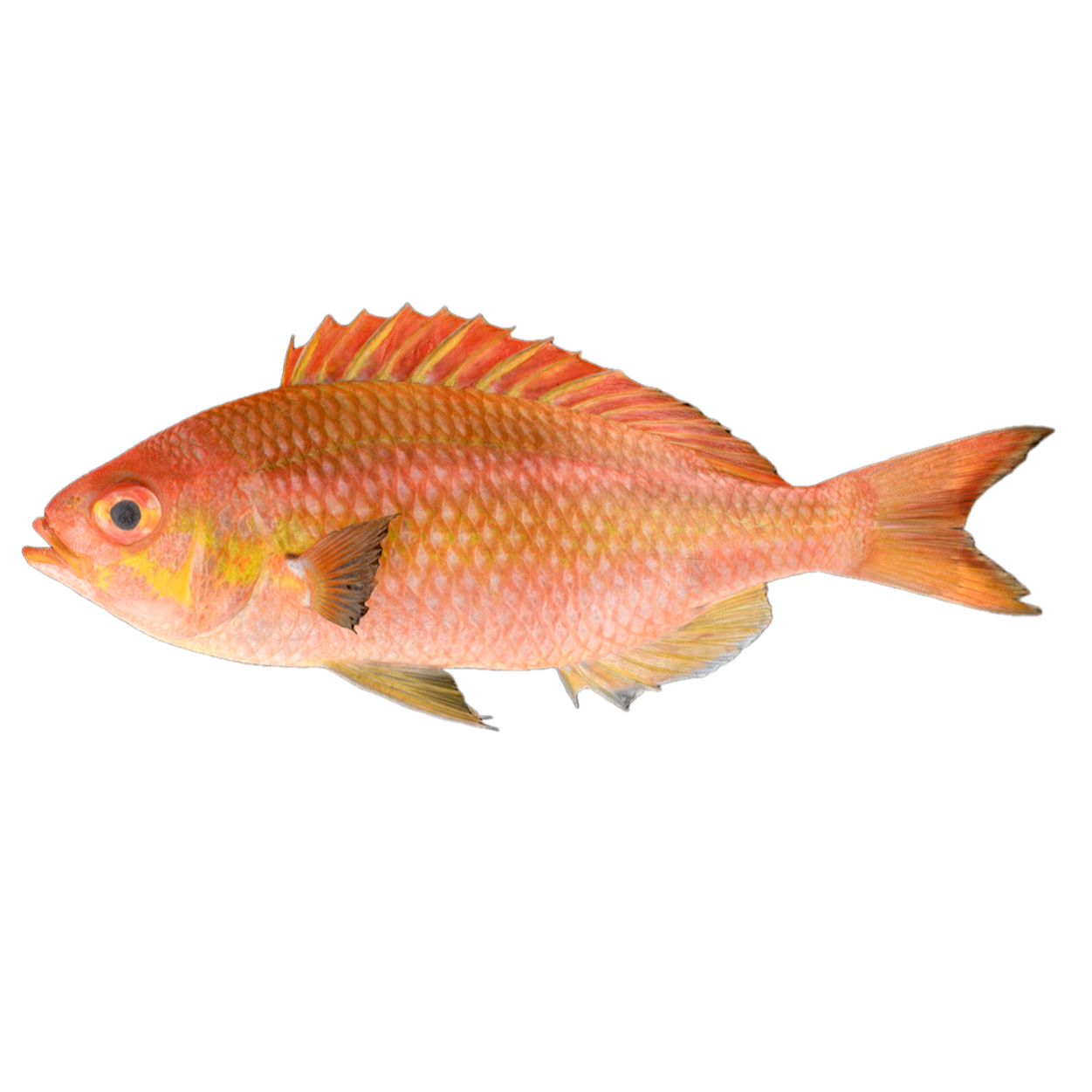 Horizontal banded pseudo orbital spiny perch