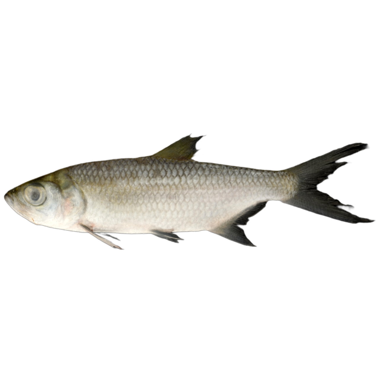 Sea carp