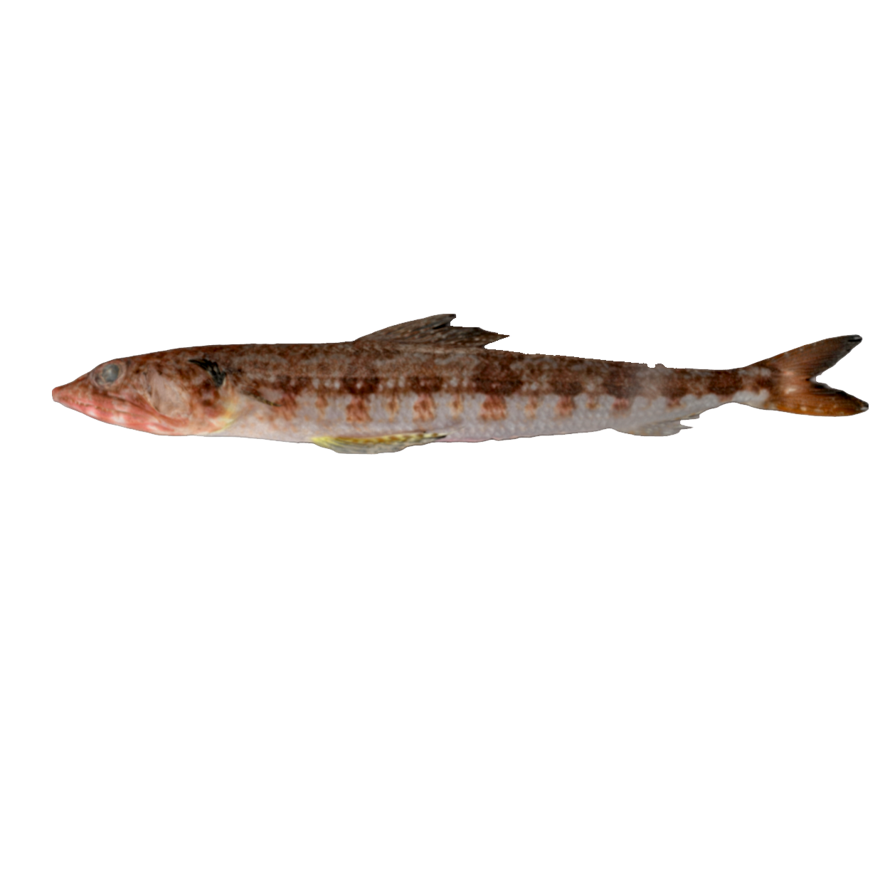 Shoulder spotted female dog fish