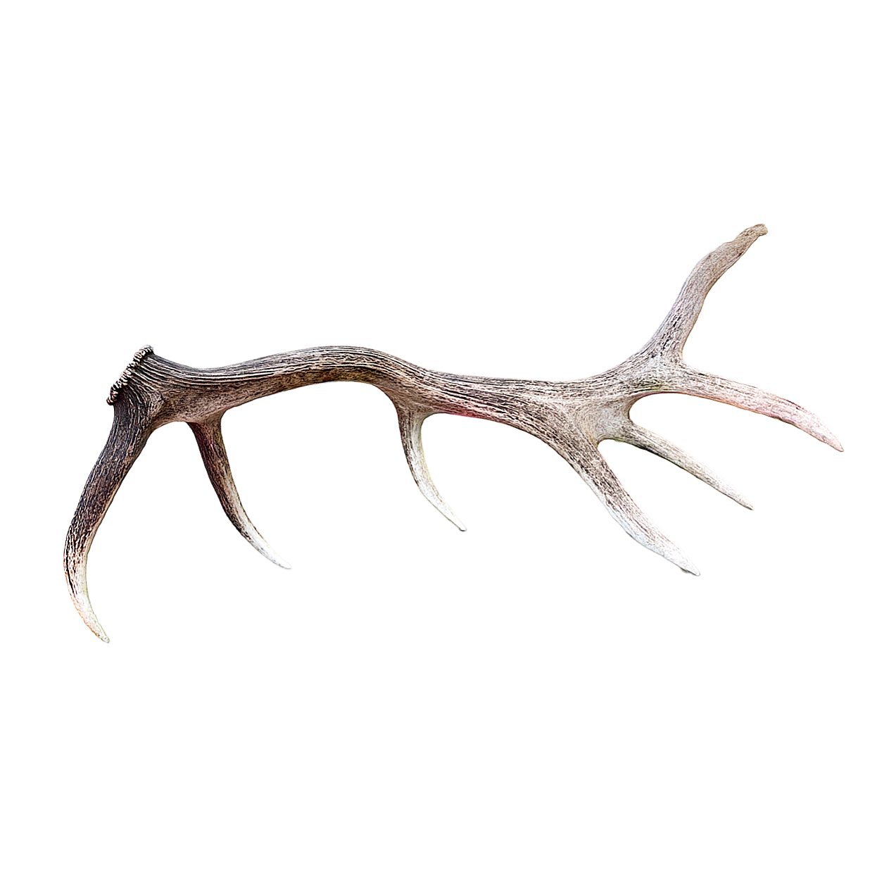 Taming Deer Antlers 3D Model