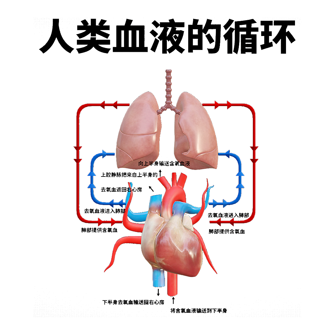 3D diagram of blood circulation in the human heart