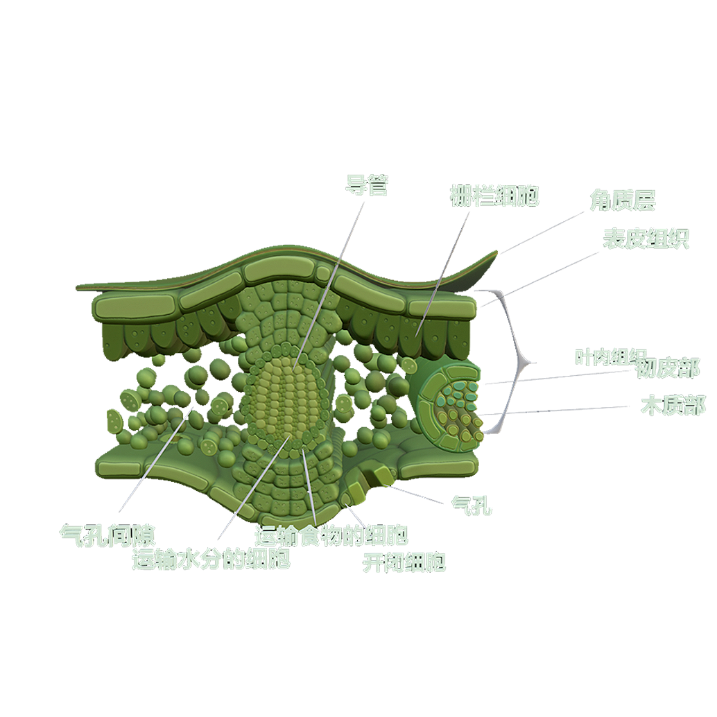 Microscopic mesophyll tissue (3D schematic diagram)