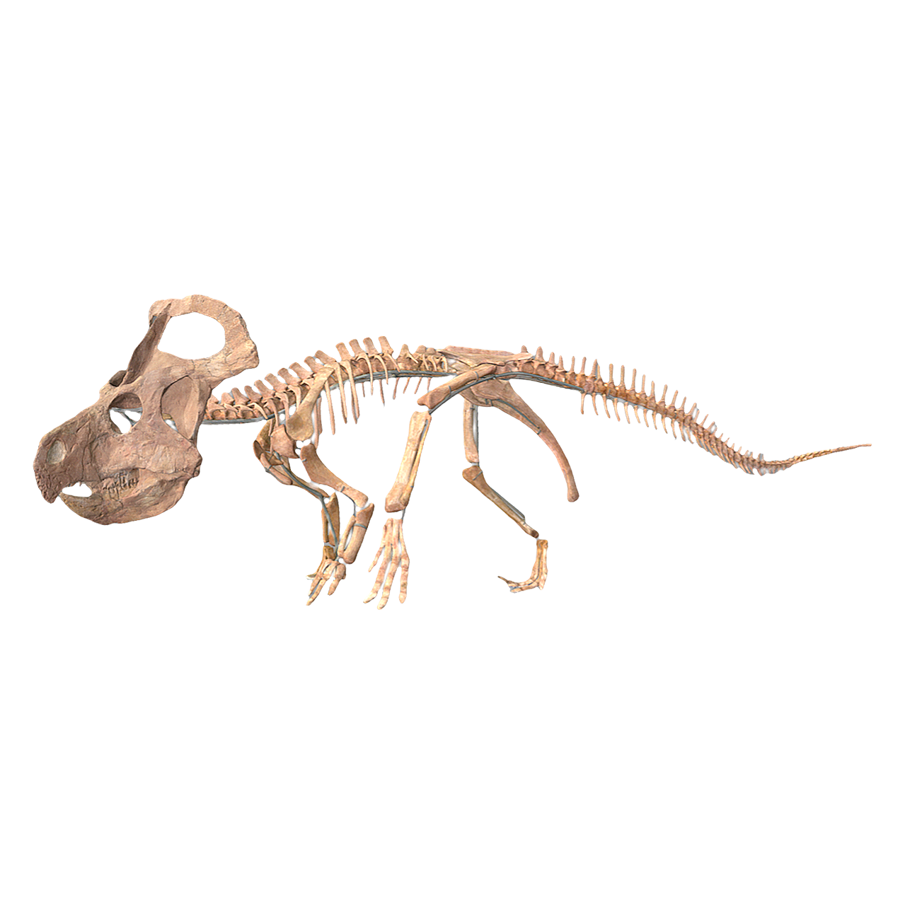 Ancestral ceratopsian skeleton