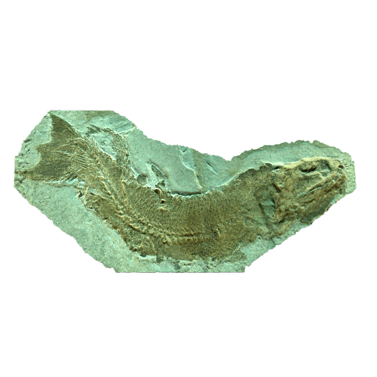Fossil of true palm fin fish