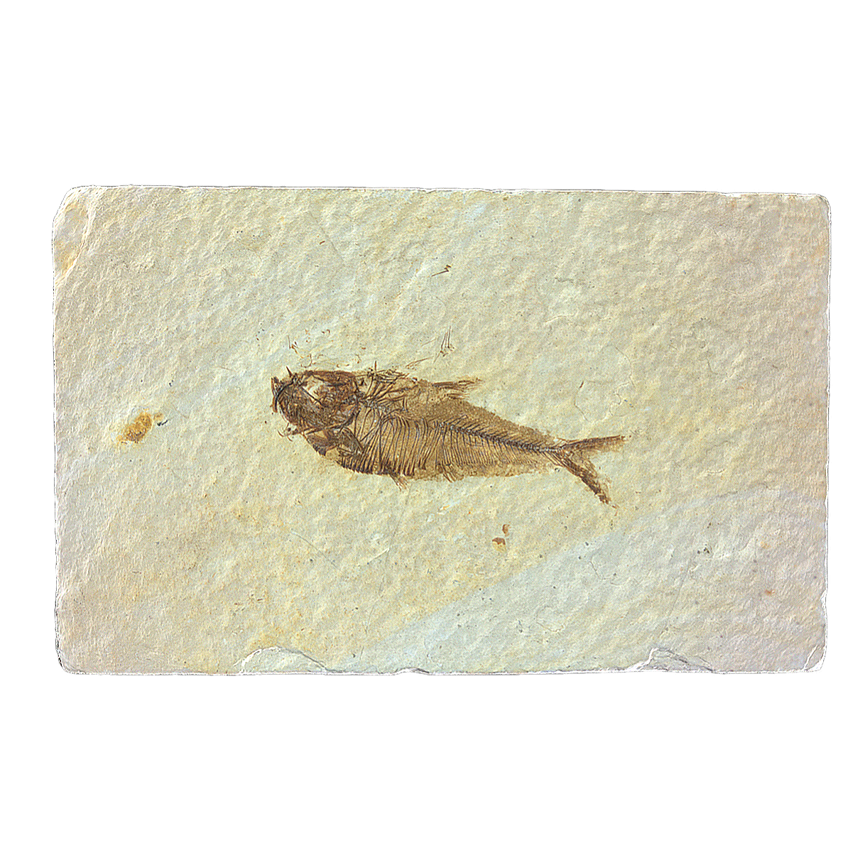 Fossil of ray finned fish