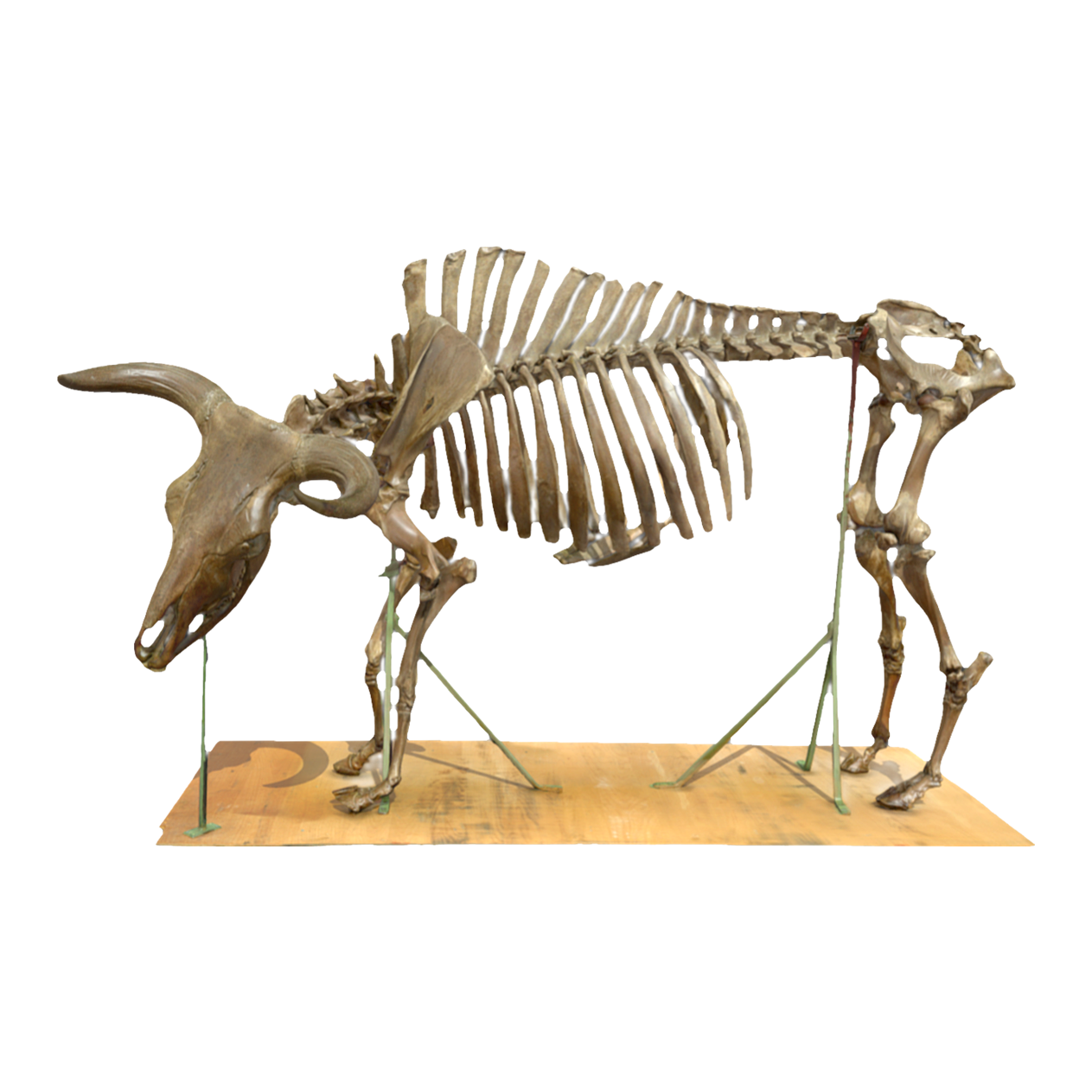 Western European bison skeleton
