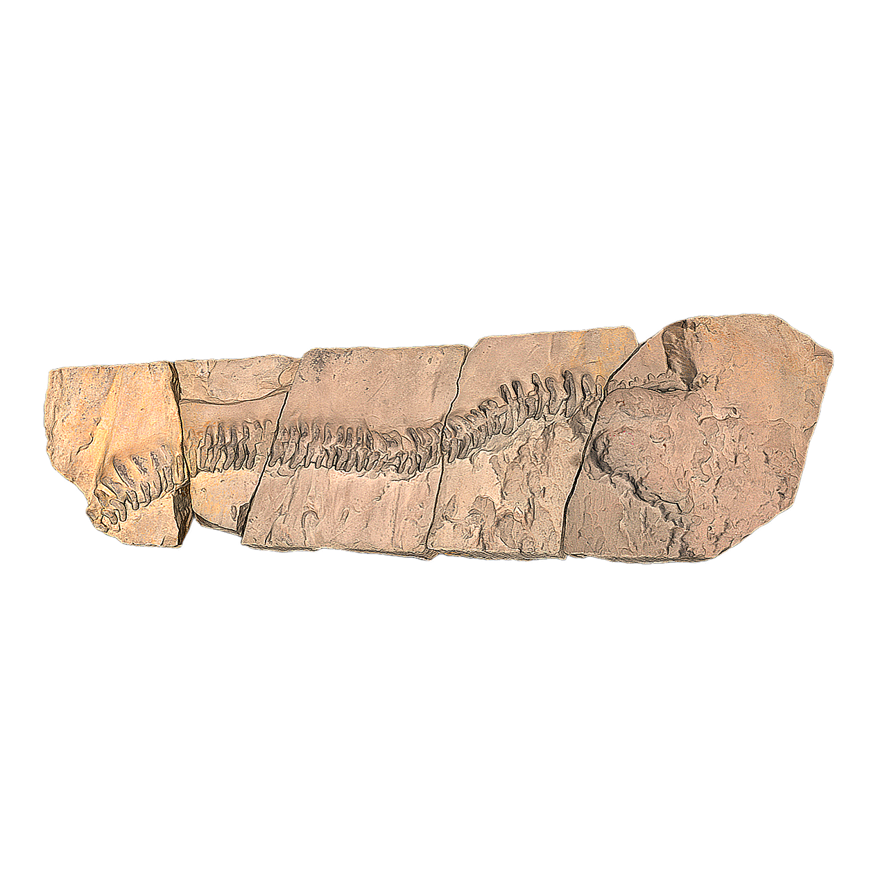 Abel Pinsdorf's Footprints