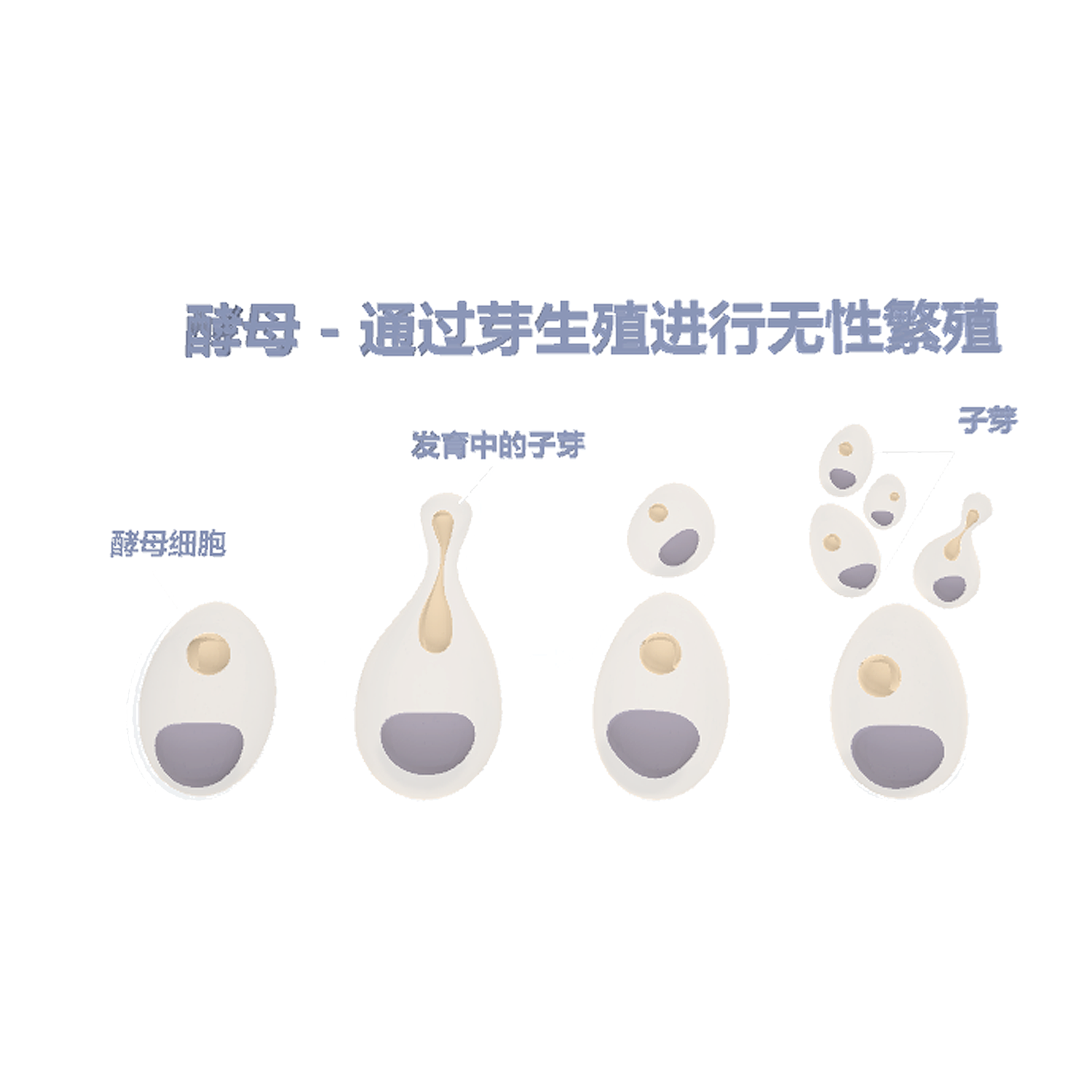 Yeast Asexual Reproduction (Microscopic 3D Schematic)