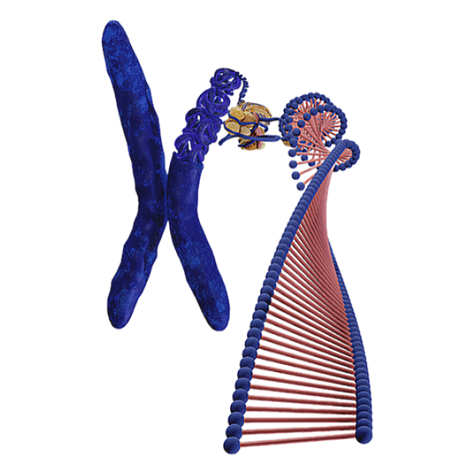 Chromosome Structure (Microscopic 3D Schematic)
