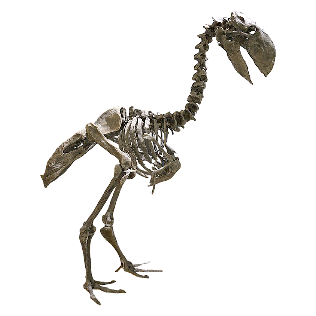 Terror bird skeleton