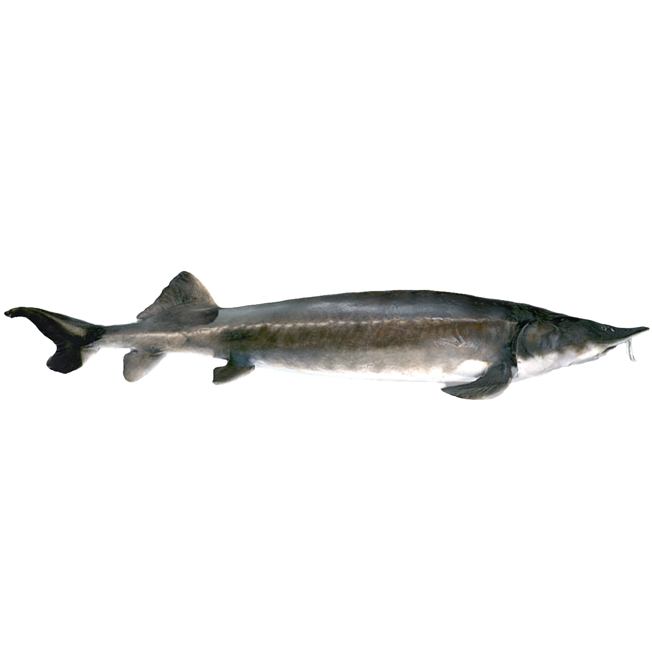 White sturgeon
