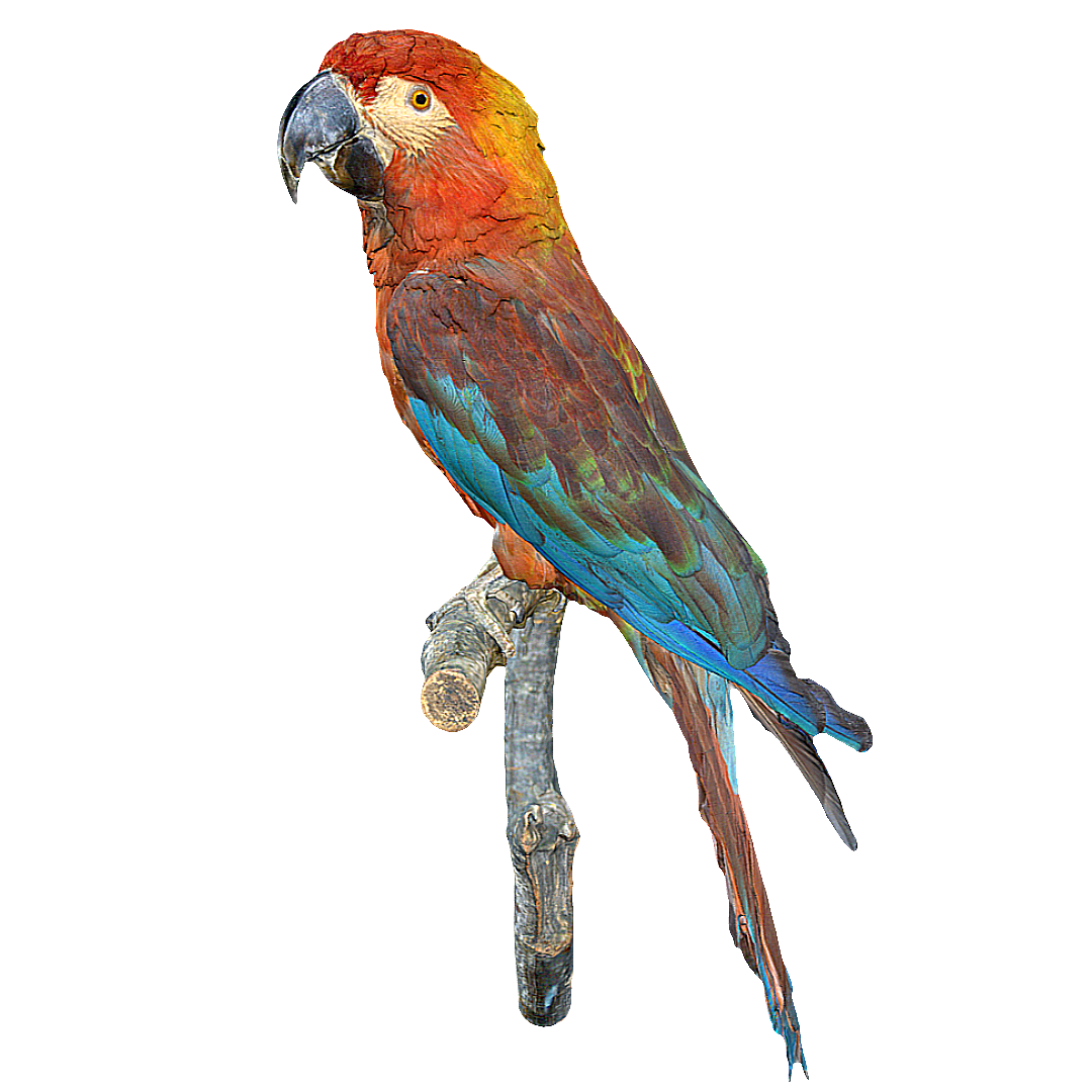 Cuban tricolor macaw specimen