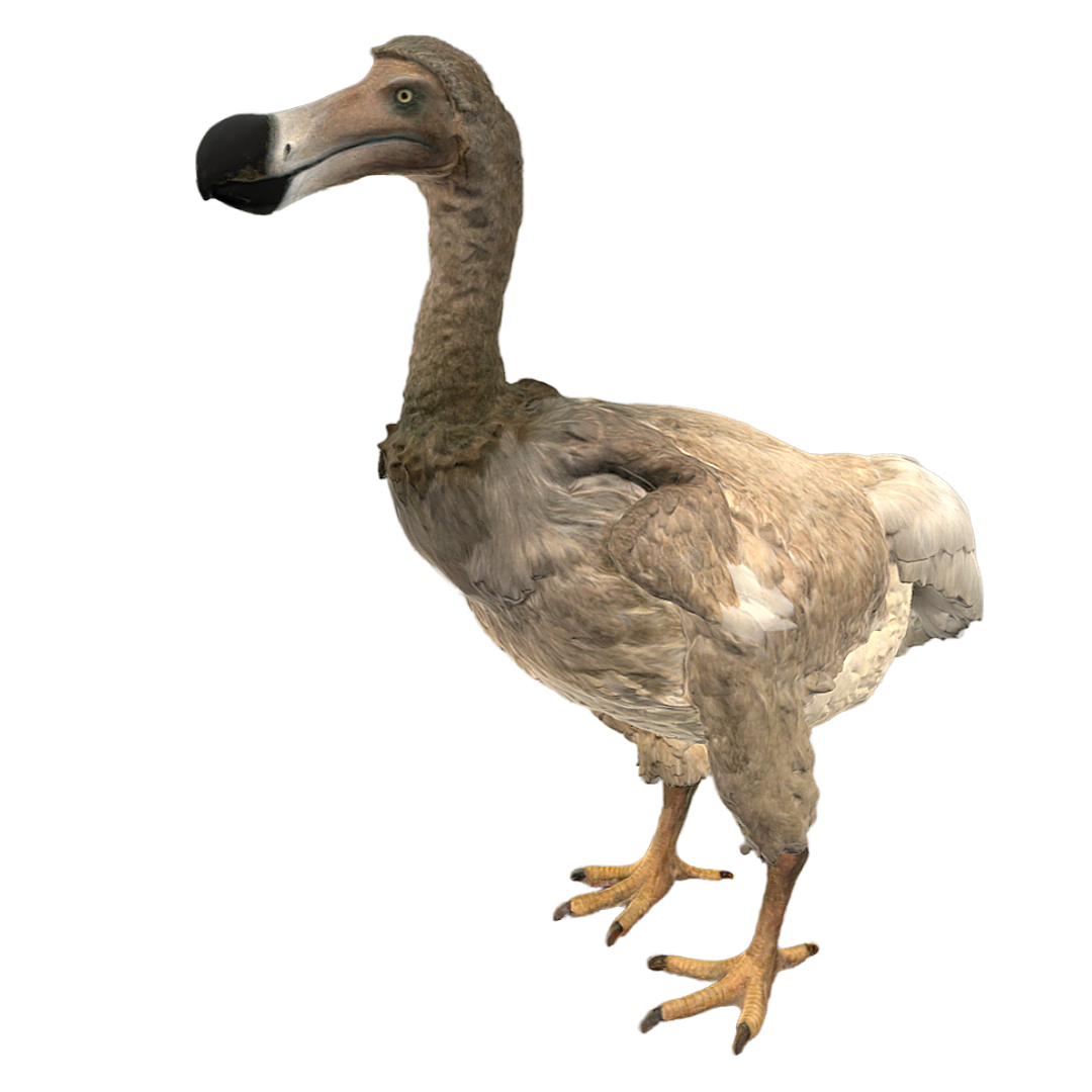 Dodo Bird (3D Restoration Model)