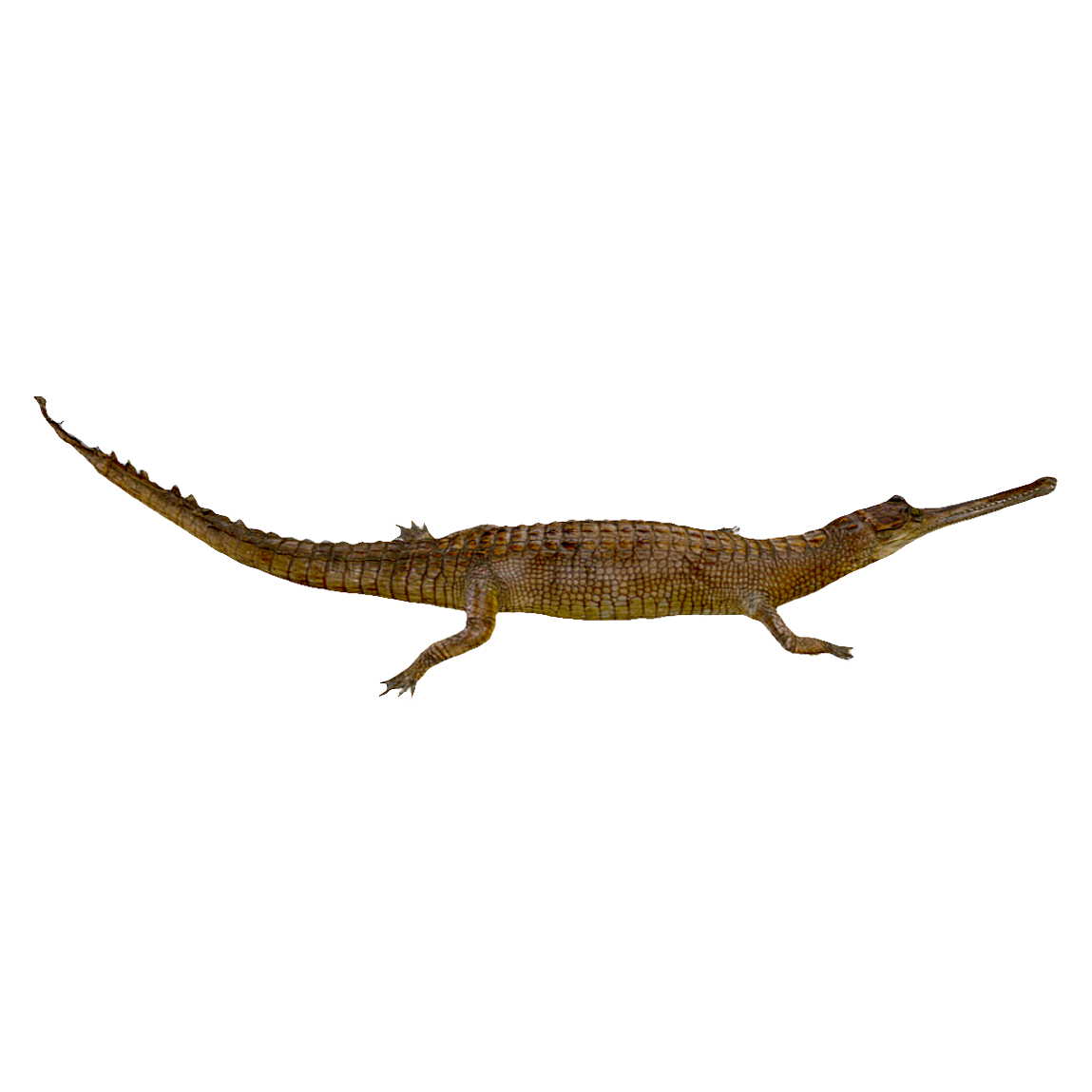 Henghe crocodile cubs