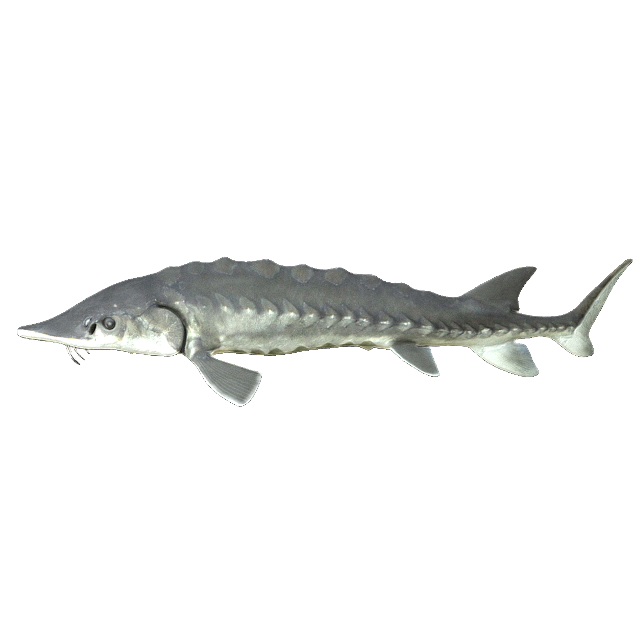 European Atlantic Sturgeon (3D Animation Model)
