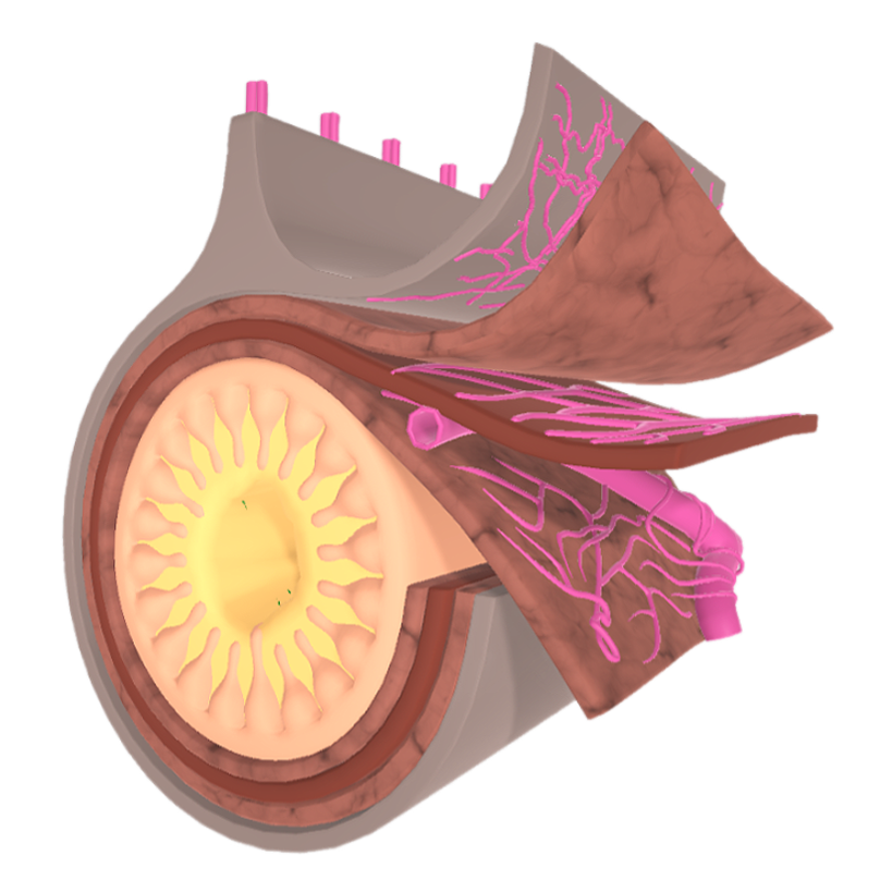 Neural plexuses in the intestine (microscopic 3D schematic)