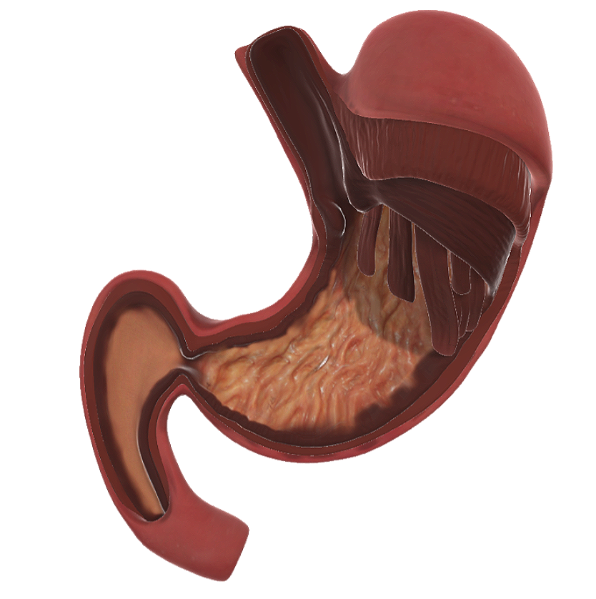 Human stomach (medical 3D sectional view)