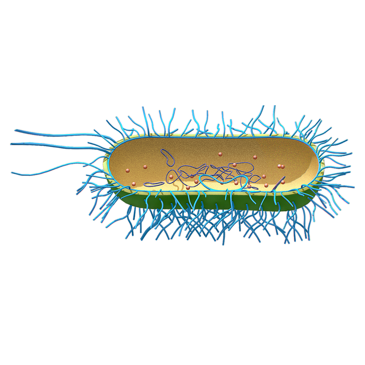 Archaea Profile (Microscopic 3D Model)