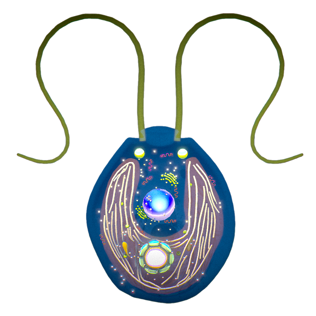 Chlamydomonas reinhardtii (microscopic 3D profile)