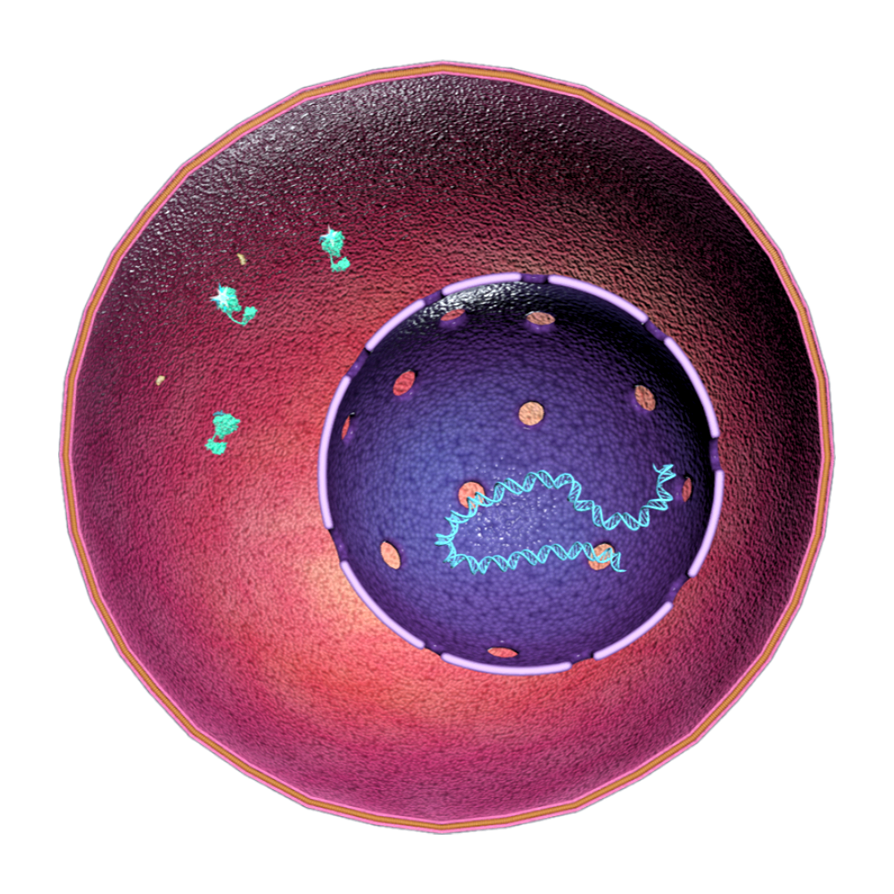 The mechanism of action of corticosteroids (micro animated 3D model)