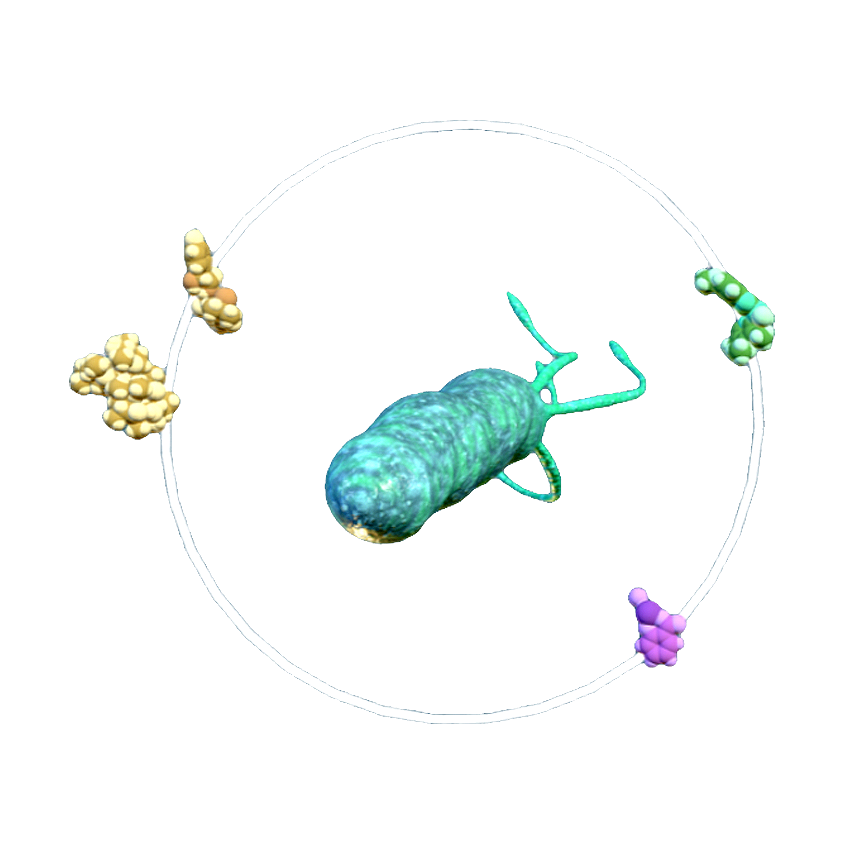 Regarding H Helicobacter pylori drug therapy (micro 3D animation)