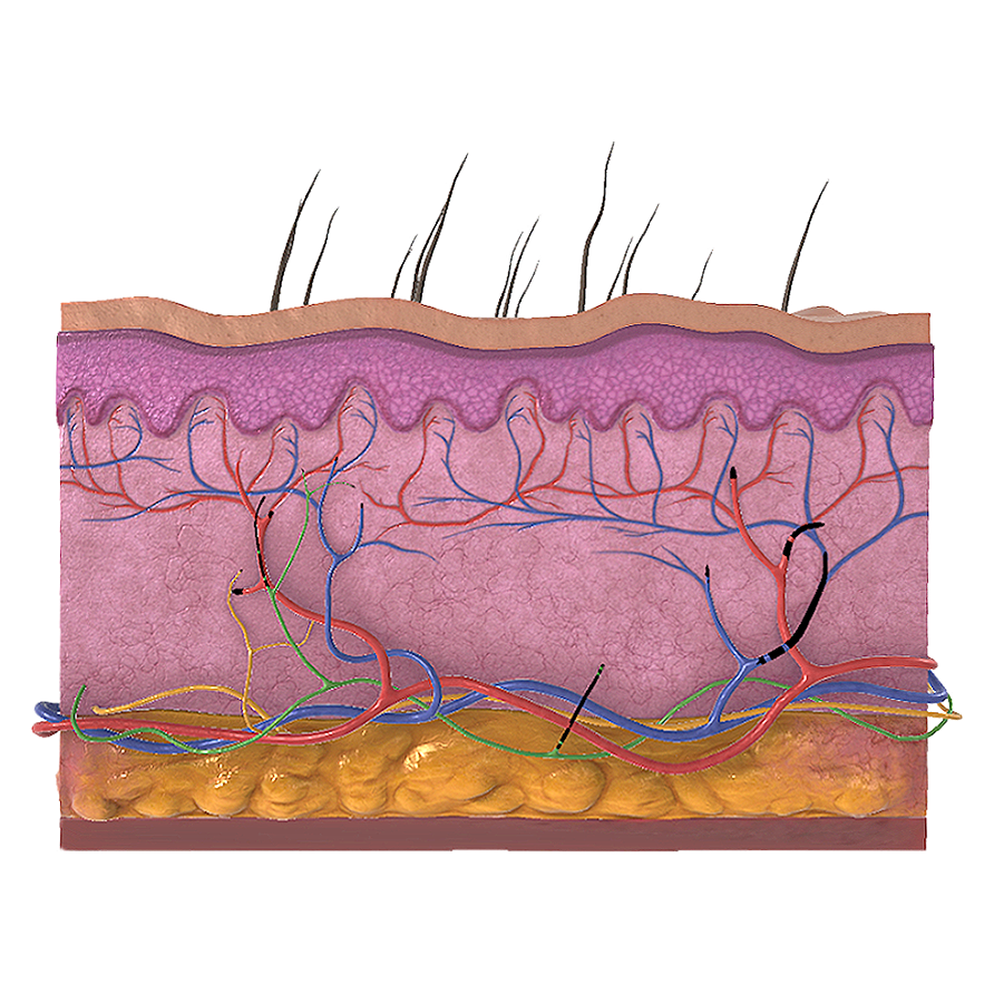 Sectional view of human skin system (medical 3D microscopic view)