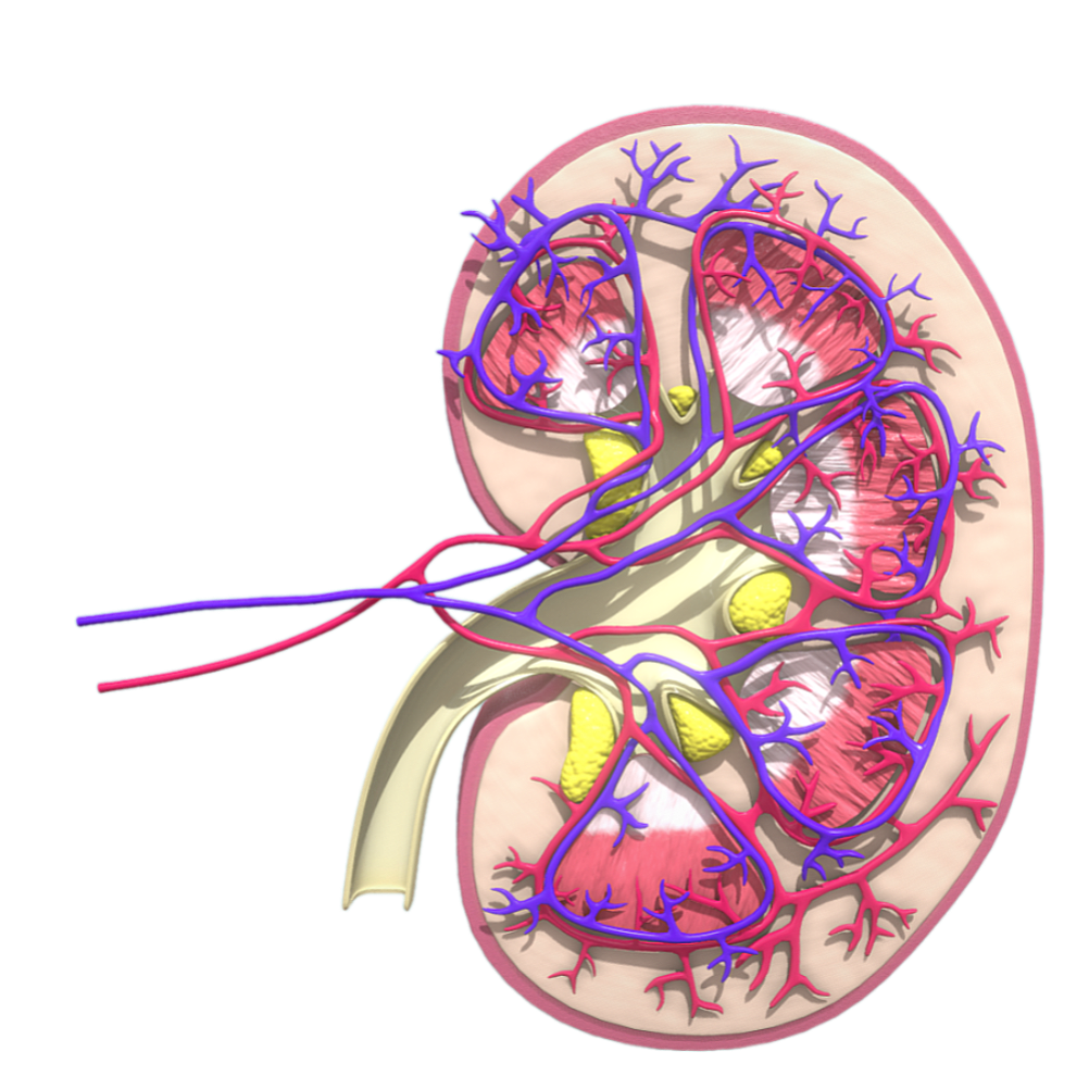 Human Kidney (Medical 3D Structural Diagram)
